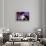 Blue Velvet (photo)-null-Framed Photo displayed on a wall