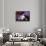 Blue Velvet (photo)-null-Framed Photo displayed on a wall