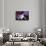 Blue Velvet (photo)-null-Framed Stretched Canvas displayed on a wall