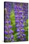 Blue Violet Lupine Flower-Cora Niele-Stretched Canvas