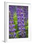 Blue Violet Lupine Flower-Cora Niele-Framed Photographic Print