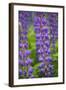 Blue Violet Lupine Flower-Cora Niele-Framed Photographic Print