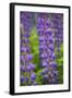 Blue Violet Lupine Flower-Cora Niele-Framed Photographic Print