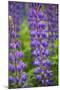 Blue Violet Lupine Flower-Cora Niele-Mounted Photographic Print