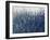 Blue Vision-Tim O'toole-Framed Giclee Print