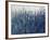 Blue Vision-Tim O'toole-Framed Giclee Print