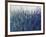 Blue Vision-Tim O'toole-Framed Giclee Print