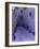 Blue Walkway, Morocco-Pietro Simonetti-Framed Photographic Print