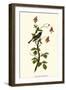 Blue Warbler-John James Audubon-Framed Giclee Print