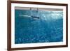 Blue Water 8656-Rica Belna-Framed Giclee Print