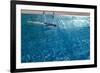 Blue Water 8656-Rica Belna-Framed Giclee Print