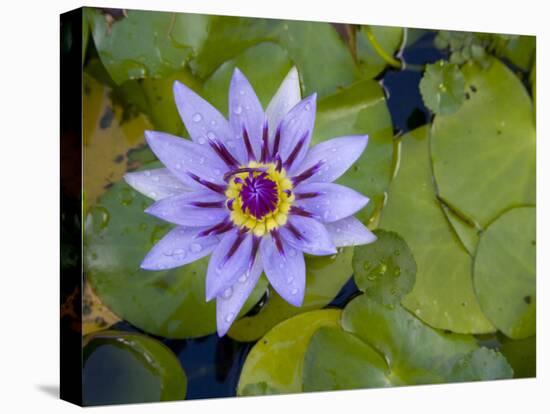 Blue Water Lily, Jardin De Balata, Martinique, French Antilles, West Indies-Scott T. Smith-Stretched Canvas