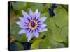 Blue Water Lily, Jardin De Balata, Martinique, French Antilles, West Indies-Scott T. Smith-Stretched Canvas