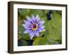 Blue Water Lily, Jardin De Balata, Martinique, French Antilles, West Indies-Scott T. Smith-Framed Photographic Print