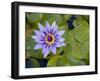 Blue Water Lily, Jardin De Balata, Martinique, French Antilles, West Indies-Scott T. Smith-Framed Photographic Print