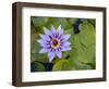 Blue Water Lily, Jardin De Balata, Martinique, French Antilles, West Indies-Scott T. Smith-Framed Photographic Print