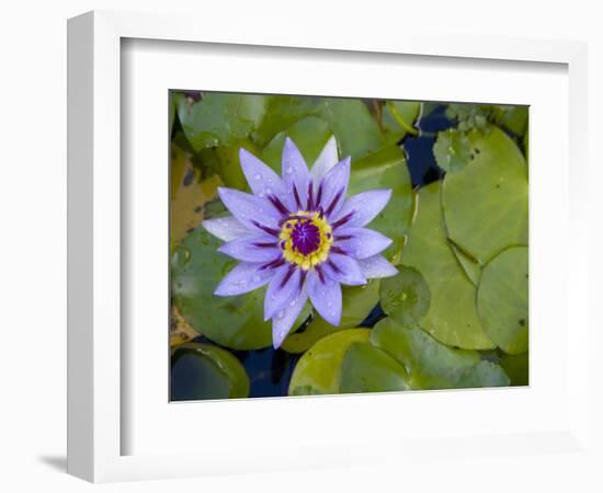 Blue Water Lily, Jardin De Balata, Martinique, French Antilles, West Indies-Scott T. Smith-Framed Photographic Print