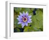 Blue Water Lily, Jardin De Balata, Martinique, French Antilles, West Indies-Scott T. Smith-Framed Photographic Print