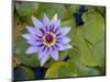 Blue Water Lily, Jardin De Balata, Martinique, French Antilles, West Indies-Scott T. Smith-Mounted Photographic Print