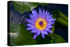 Blue Water Lily-olegd-Stretched Canvas