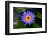 Blue Water Lily-olegd-Framed Photographic Print