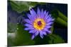 Blue Water Lily-olegd-Mounted Photographic Print