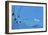 Blue Water-Heidi Westum-Framed Giclee Print