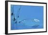 Blue Water-Heidi Westum-Framed Giclee Print
