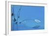 Blue Water-Heidi Westum-Framed Giclee Print