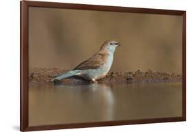 Blue waxbill (Uraeginthus angolensis), Zimanga private game reserve, KwaZulu-Natal, South Africa, A-Ann and Steve Toon-Framed Photographic Print