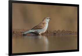 Blue waxbill (Uraeginthus angolensis), Zimanga private game reserve, KwaZulu-Natal, South Africa, A-Ann and Steve Toon-Framed Photographic Print