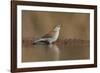 Blue waxbill (Uraeginthus angolensis), Zimanga private game reserve, KwaZulu-Natal, South Africa, A-Ann and Steve Toon-Framed Photographic Print