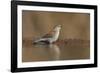 Blue waxbill (Uraeginthus angolensis), Zimanga private game reserve, KwaZulu-Natal, South Africa, A-Ann and Steve Toon-Framed Photographic Print