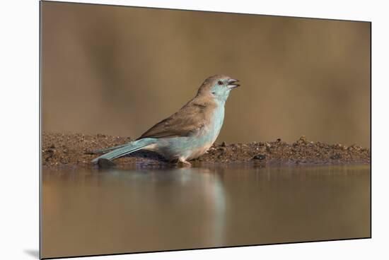 Blue waxbill (Uraeginthus angolensis), Zimanga private game reserve, KwaZulu-Natal, South Africa, A-Ann and Steve Toon-Mounted Photographic Print