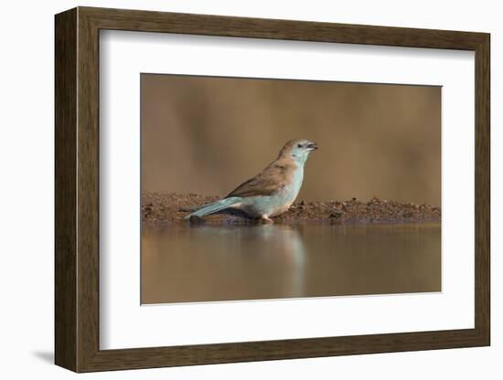 Blue waxbill (Uraeginthus angolensis), Zimanga private game reserve, KwaZulu-Natal, South Africa, A-Ann and Steve Toon-Framed Photographic Print