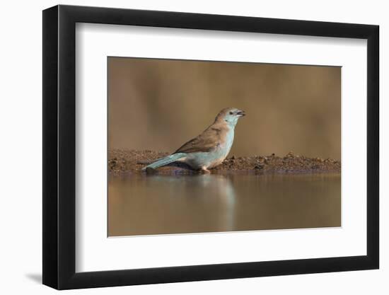 Blue waxbill (Uraeginthus angolensis), Zimanga private game reserve, KwaZulu-Natal, South Africa, A-Ann and Steve Toon-Framed Photographic Print