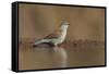 Blue waxbill (Uraeginthus angolensis), Zimanga private game reserve, KwaZulu-Natal, South Africa, A-Ann and Steve Toon-Framed Stretched Canvas