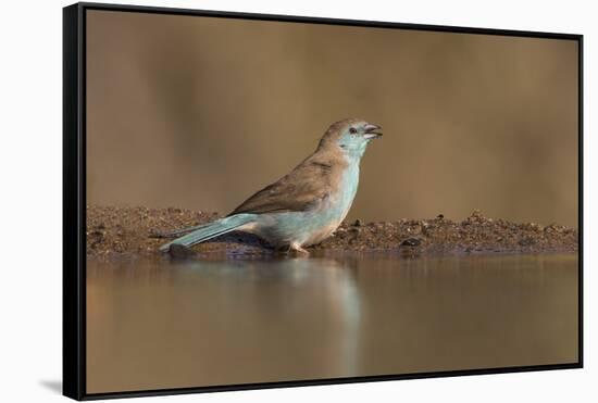 Blue waxbill (Uraeginthus angolensis), Zimanga private game reserve, KwaZulu-Natal, South Africa, A-Ann and Steve Toon-Framed Stretched Canvas