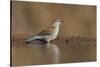 Blue waxbill (Uraeginthus angolensis), Zimanga private game reserve, KwaZulu-Natal, South Africa, A-Ann and Steve Toon-Stretched Canvas