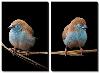 Blue Waxbills - a Common Sight in Gorongosa's Dry, Bushy Grasslands-Joel Sartore-Stretched Canvas