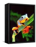 Blue Webbed Gliding Frog, Native to New Guinea-David Northcott-Framed Stretched Canvas