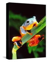 Blue Webbed Gliding Frog, Native to New Guinea-David Northcott-Stretched Canvas