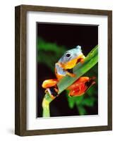 Blue Webbed Gliding Frog, Native to New Guinea-David Northcott-Framed Photographic Print