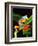 Blue Webbed Gliding Frog, Native to New Guinea-David Northcott-Framed Photographic Print