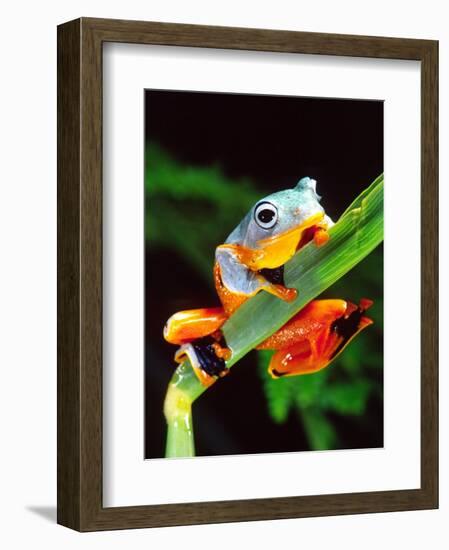 Blue Webbed Gliding Frog, Native to New Guinea-David Northcott-Framed Photographic Print