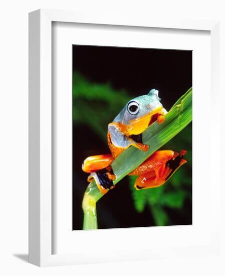 Blue Webbed Gliding Frog, Native to New Guinea-David Northcott-Framed Photographic Print