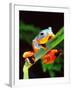 Blue Webbed Gliding Frog, Native to New Guinea-David Northcott-Framed Photographic Print