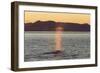 Blue Whale (Balaenoptera musculus) adult, surfacing and spouting, Isfjorden-Bernd Rohrschneider-Framed Photographic Print