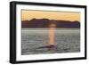 Blue Whale (Balaenoptera musculus) adult, surfacing and spouting, Isfjorden-Bernd Rohrschneider-Framed Photographic Print