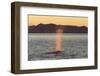 Blue Whale (Balaenoptera musculus) adult, surfacing and spouting, Isfjorden-Bernd Rohrschneider-Framed Photographic Print